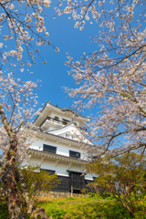 舘山城と桜