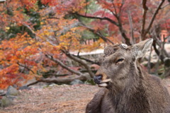 奈良の鹿さん
