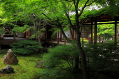 新緑　建仁寺