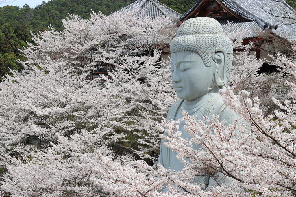 奈良　壷坂寺