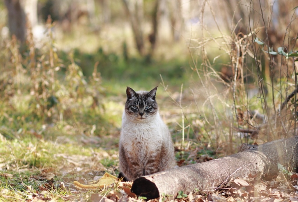 猫