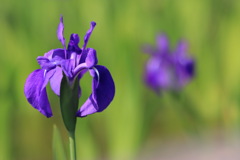 DEEP PURPLE