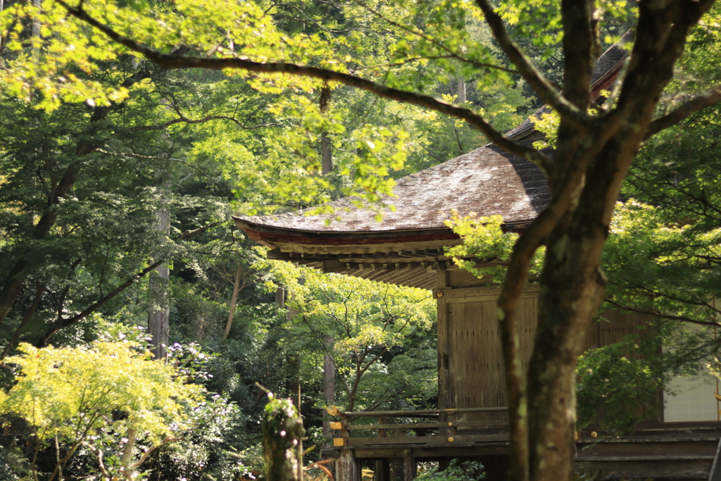 紅葉まえ