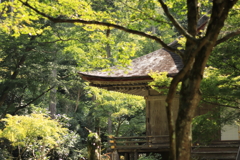 紅葉まえ