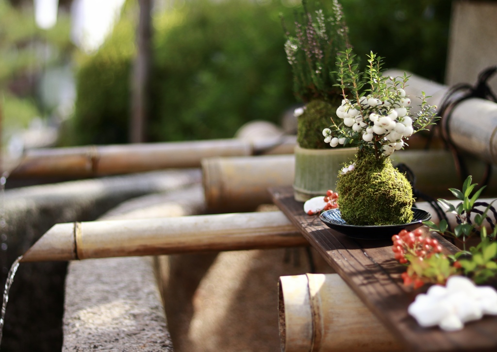 苔の