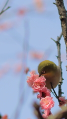 ウメジロさん