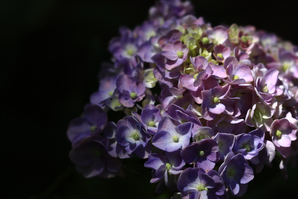 しがみつく　紫陽花