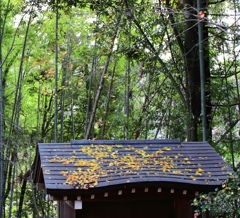 秋の名残り　観心寺