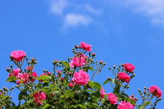 空に薔薇