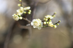 白