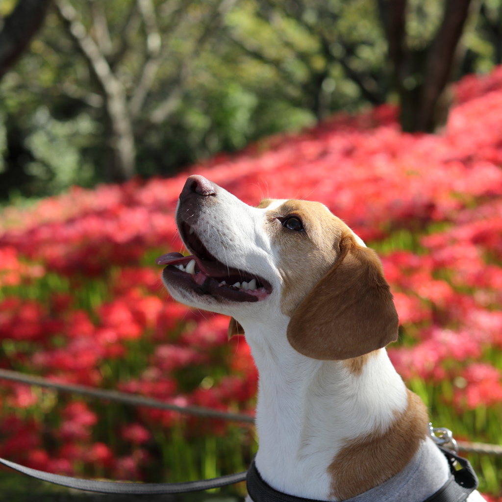 曼殊沙華