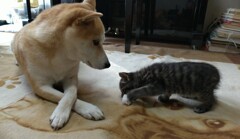 ネズミのおもちゃ