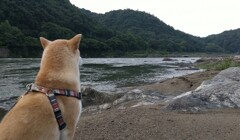 川は流れて～どこどこ行くの～♪