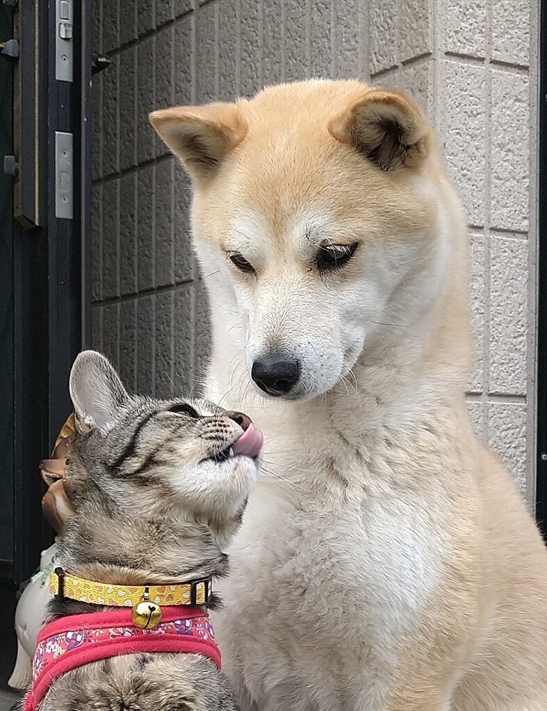 ベロしまいなさい！