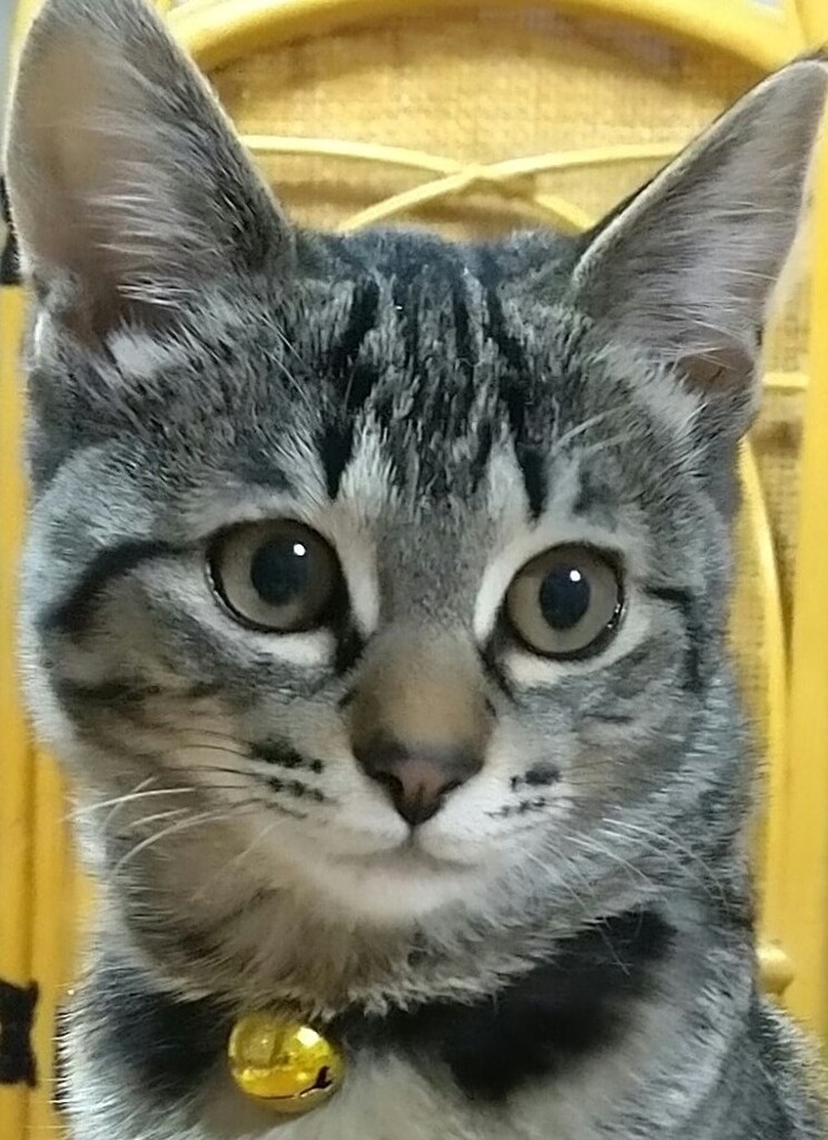 まんまるお目め