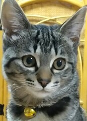 まんまるお目め