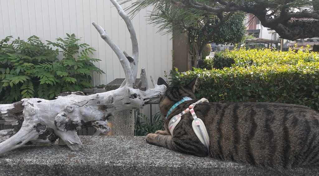 戦うアサヒ③