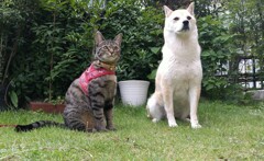 澄まし顔のワンとニャン