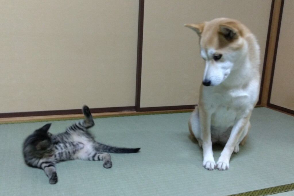 ちょとだけよ一