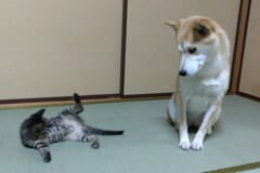 ちょとだけよ一