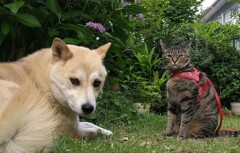 こっち向いて