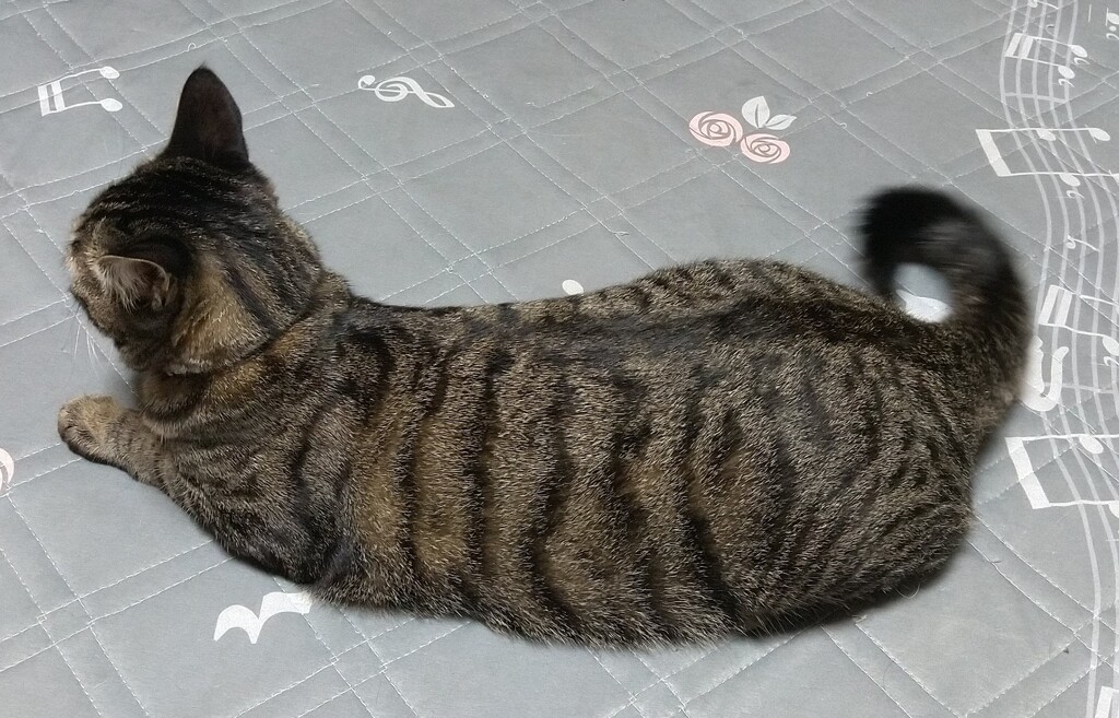 ウエストライン！