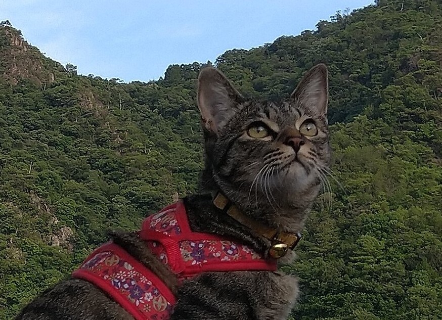 何だあの大きな鳥は？