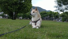 お決まりポーズ