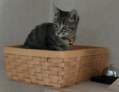 用が有ったらベル