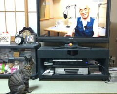 大好きな岩合さん