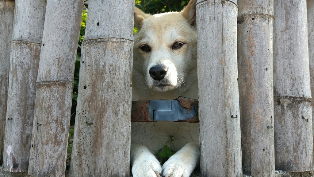 ここから出して！