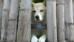 ここから出して！