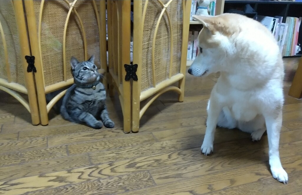 出られな～い！②