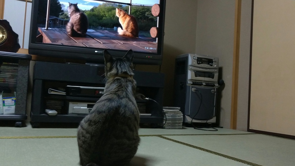 テレビ見てま～す