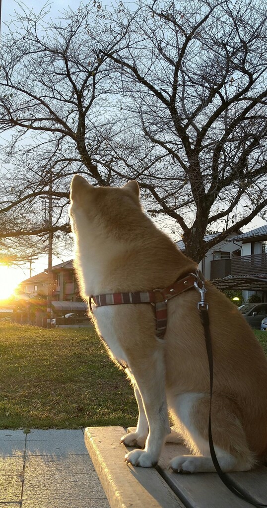 夕日が泣いている
