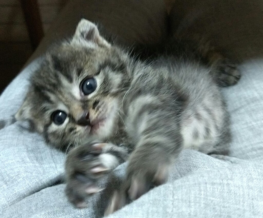 アサヒ