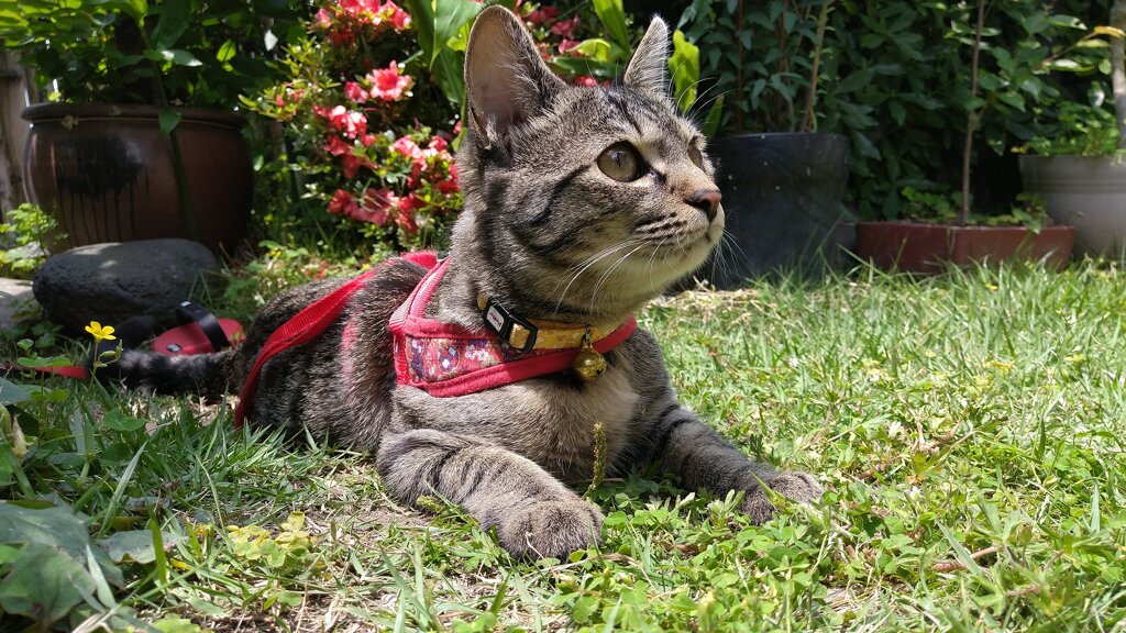 ツバメを目で追う