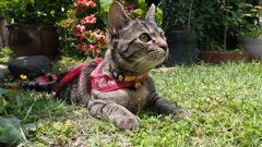 ツバメを目で追う