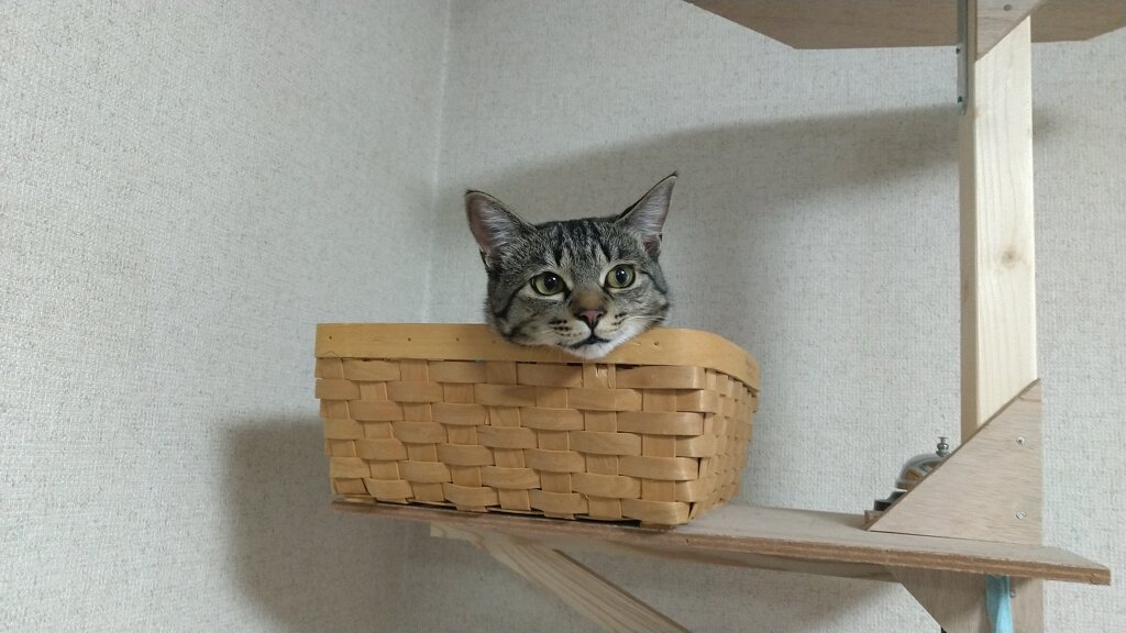 キャットタワー