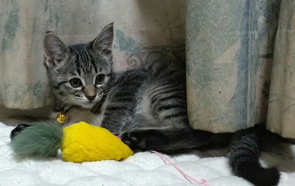 爺サンタのプレゼント