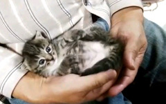 保護猫
