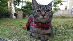 誕生八ヶ月の朝の顔