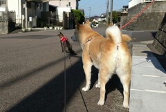 車に気をつけて