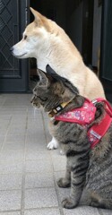 右向け右！