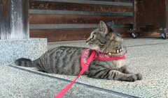 見返り美人