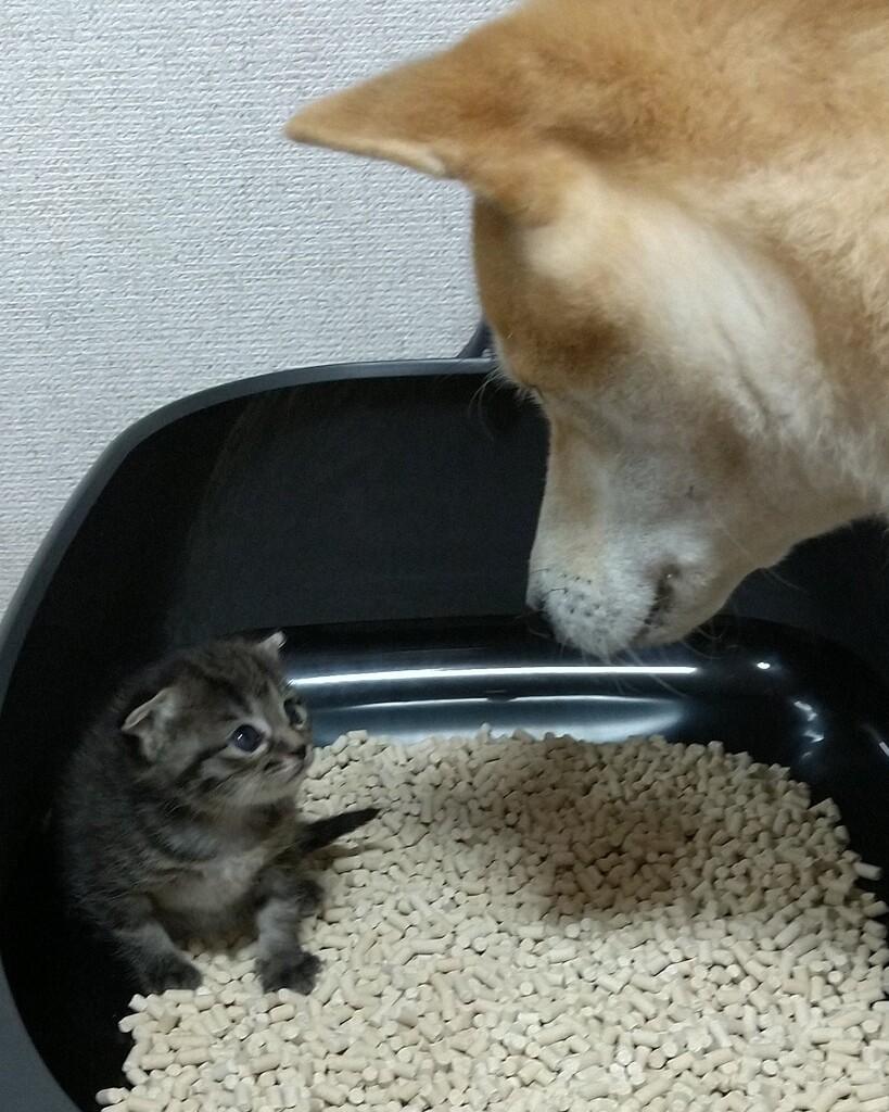 あっちに行って