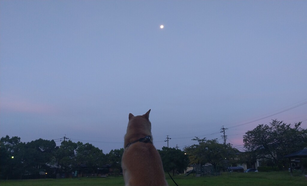 朝月夜とメイ②