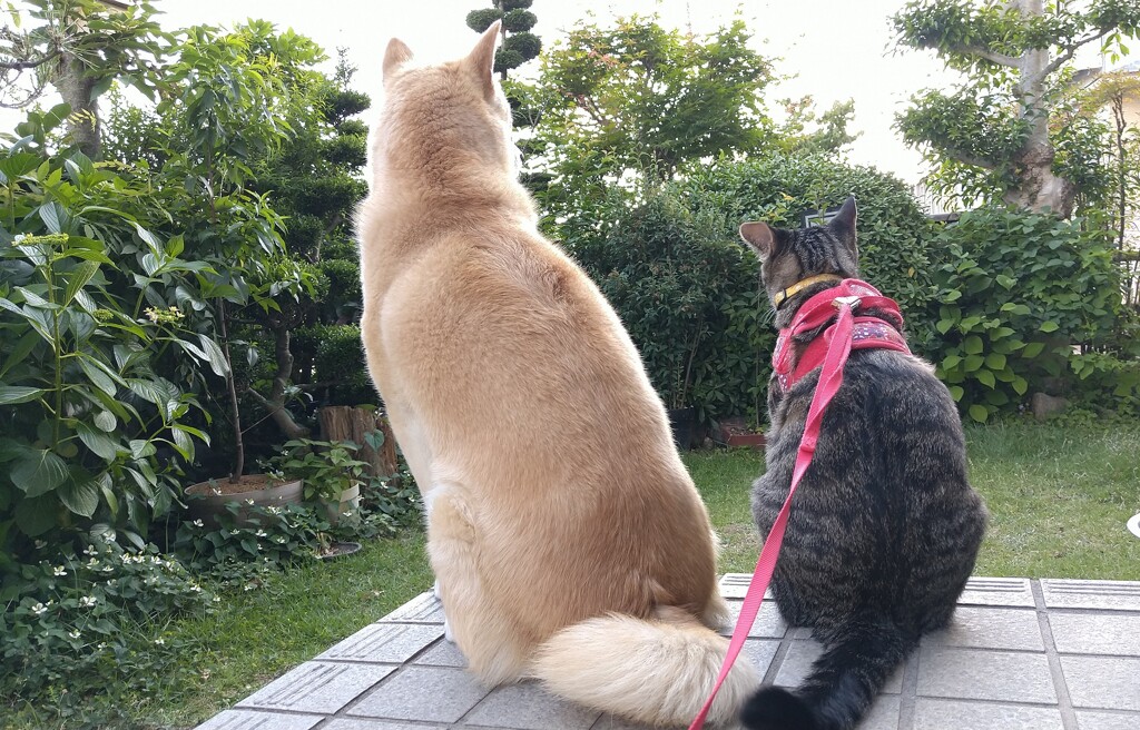 ワンとニャンのウエストライン