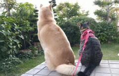 ワンとニャンのウエストライン