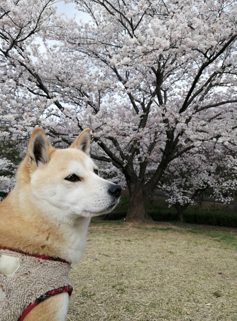 満開の桜